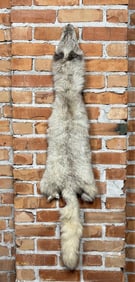 Taxidermy Fox Fur Pelt