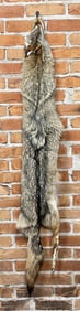 Montana Taxidermy Coyote Pelt Hide