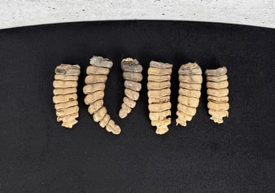 Collection of Montana Rattlesnake Rattles
