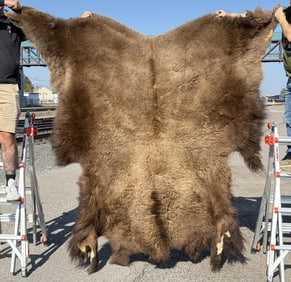 Taxidermy Montana Buffalo Hide Robe Rug