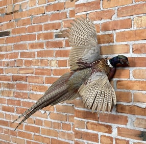 Full Body Montana Taxidermy Pheasant