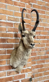 Montana Taxidermy Pronghorn Antelope Mount