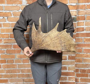 Shiras Moose Paddle Antler Horn