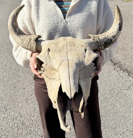 Antique Montana Taxidermy Buffalo Skull