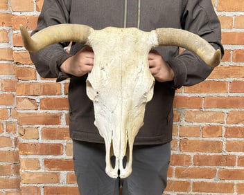 Montana Ranch Steer Cow Skull