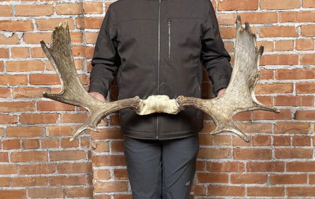 Montana Shiras Bull Moose Paddles Antlers Horns