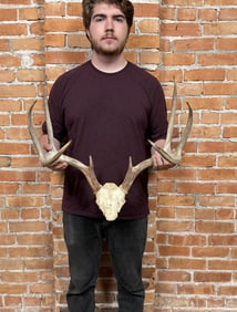 Montana Taxidermy Whitetail Deer Horns