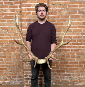 Taxidermy Montana Rocky Mountain Elk Horns
