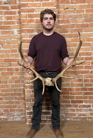 Taxidermy Montana Rocky Mountain Elk Horns