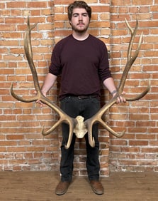 Large Taxidermy Montana Rocky Mountain Elk Horns