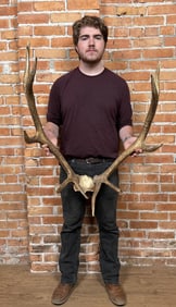Taxidermy Montana Rocky Mountain Elk Horns