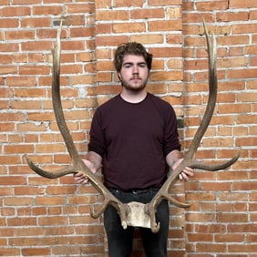 Large Montana Rocky Mountain Elk Horns Taxidermy