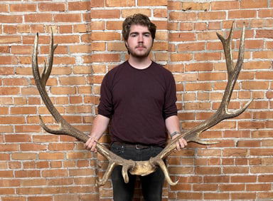 Huge Taxidermy Montana Rocky Mountain Elk Horns