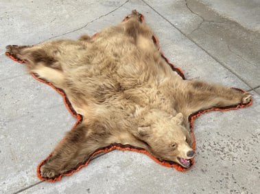 Montana Cinnamon Blonde Taxidermy Black Bear Rug