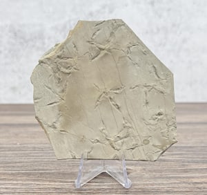 Green River Bird Tracks Fossil Footprints