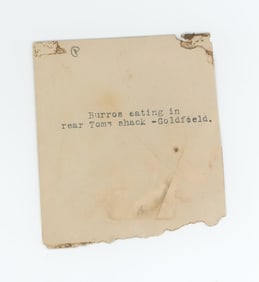 Burros Eating Goldfield Nevada Photo Negative