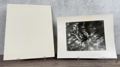 Ruth Bernhard Star Shell Silver Gelatin Photo