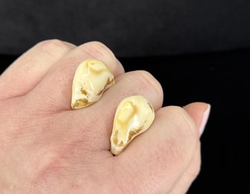 Montana Bull Elk Teeth