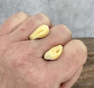 Montana Bull Elk Teeth