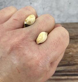 Montana Bull Elk Teeth
