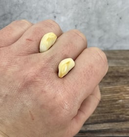 Montana Bull Elk Teeth
