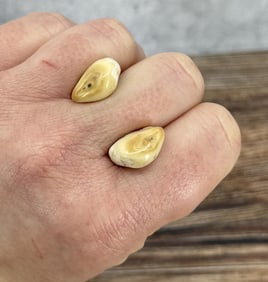Montana Bull Elk Teeth