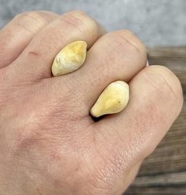 Montana Bull Elk Teeth