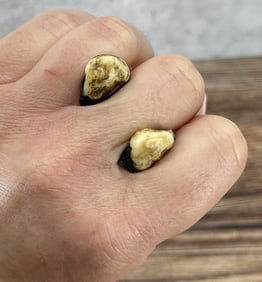 Montana Bull Elk Teeth