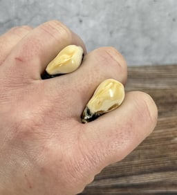 Montana Bull Elk Teeth