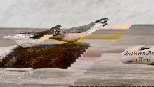 Yellowstone Park Souvenir Bird Whistle