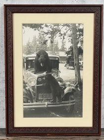 Yellowstone National Park Montana Bear Photo