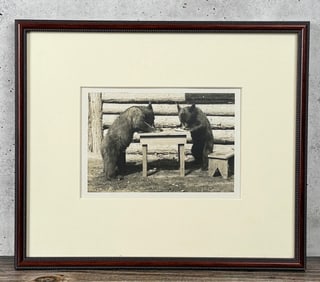 Yellowstone National Park Montana Bear Photo