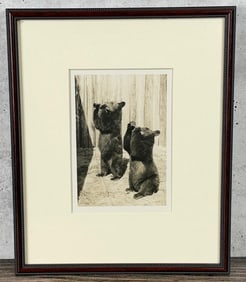 Yellowstone National Park Montana Bear Photo
