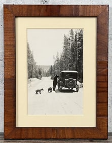 Yellowstone National Park Montana Bear Photo