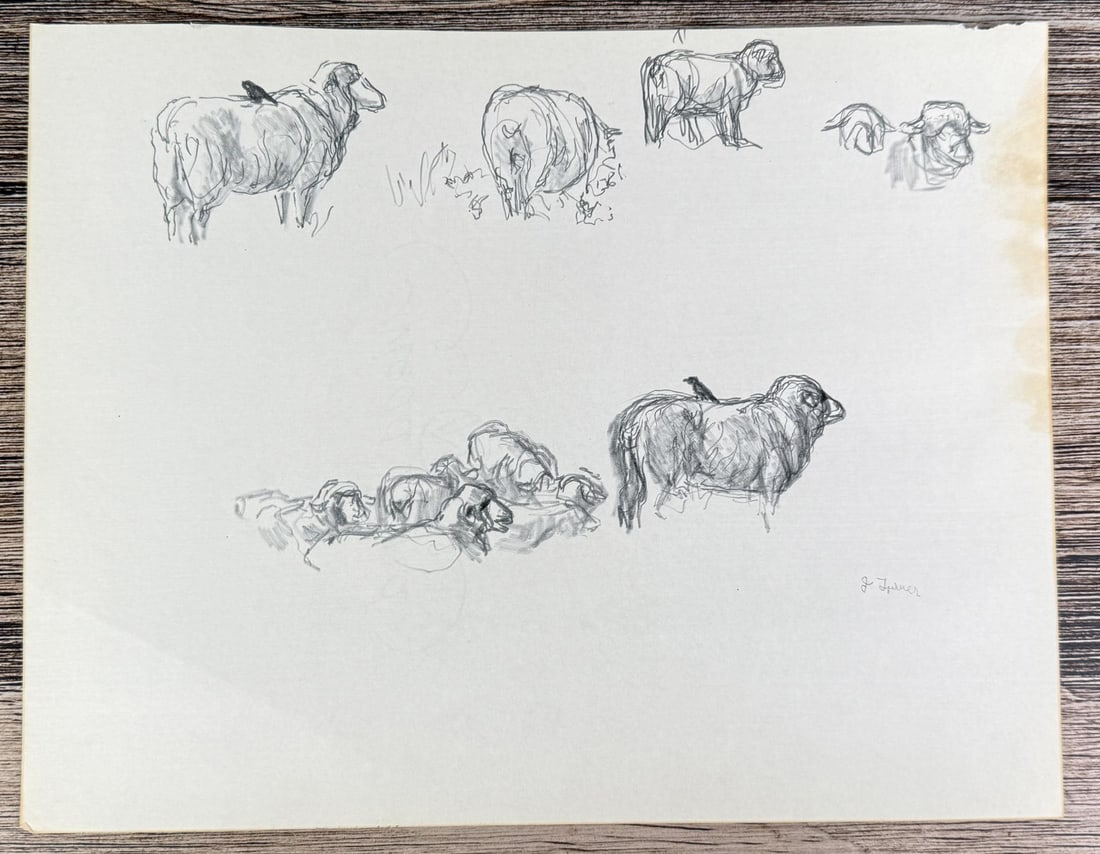 Janet Elizabeth Turner Sheep Sketch (1 of 4)