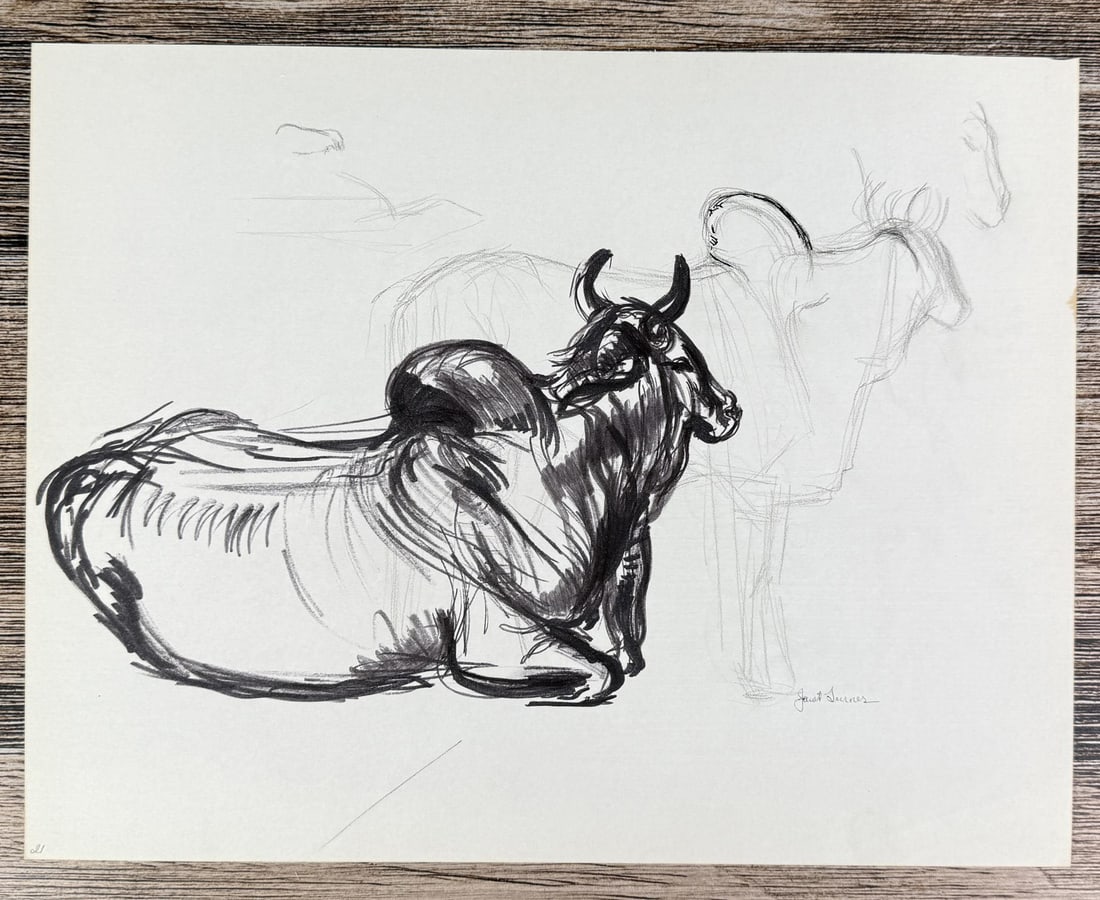 Janet Elizabeth Turner Brahman Bull Sketch (1 of 5)