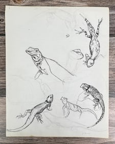 Janet Elizabeth Turner Iguana Lizard Sketch