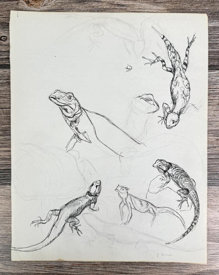Janet Elizabeth Turner Iguana Lizard Sketch: 10 3/8" by 13 1/2". Janet Elizabeth Turner (1914 - 1988) was active/lived in California, Kansas. Janet Turner is known for Figure, genre, and landscape painter, printmaking. Janet Elizabeth Turner, pr