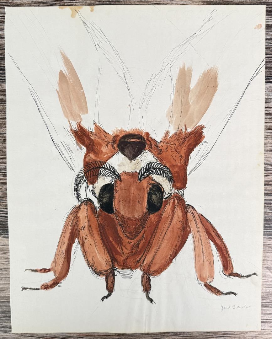 Janet Elizabeth Turner Moth Watercolor Painting (1 of 4)