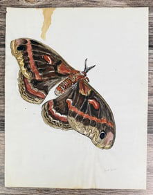 Janet Elizabeth Turner Moth Watercolor Painting