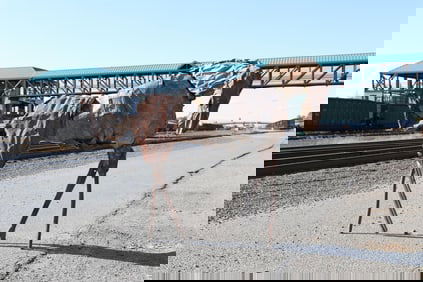 Deborah Kay Butterfield Echo the Horse Sculpture