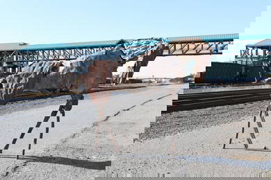 Deborah Kay Butterfield Echo the Horse Sculpture