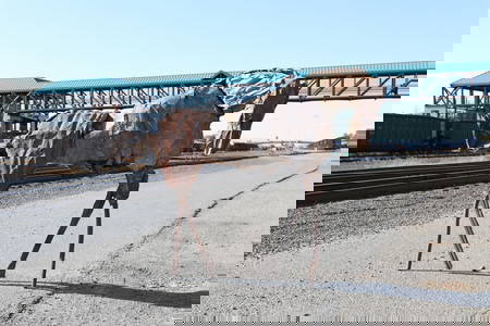 Deborah Kay Butterfield Echo the Horse Sculpture