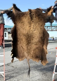 Taxidermy Montana Buffalo Hide Robe Rug