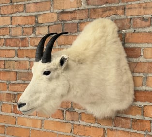 Montana Mountain Goat Taxidermy Mount