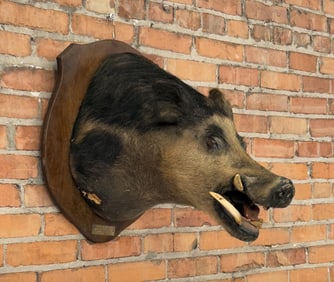 Tennessee Shoulder Mount Taxidermy Feral Pig