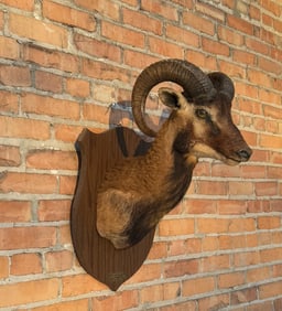 Tennessee Corsican Ram Taxidermy Shoulder Mount