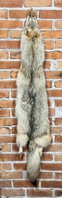 Montana Taxidermy Coyote Pelt Hide