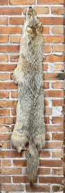 Montana Taxidermy Coyote Pelt Hide
