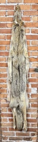 Montana Taxidermy Coyote Pelt Hide
